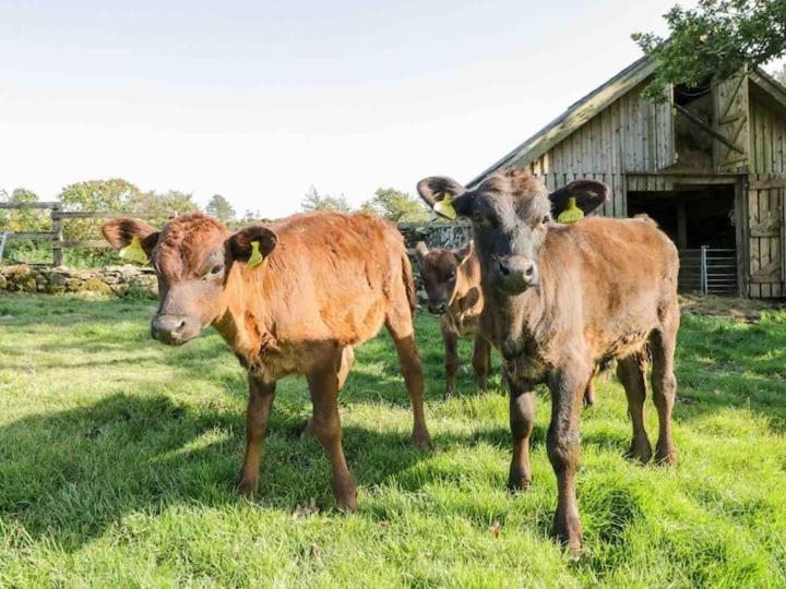 Pandy Farm - Waen Fechan Dolgellau Esterno foto