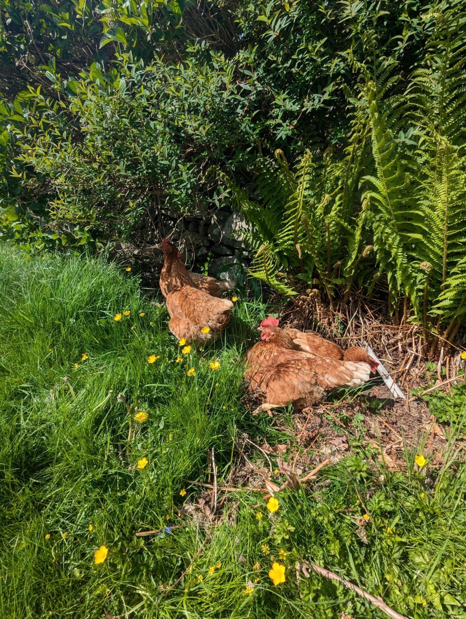 Pandy Farm - Waen Fechan Dolgellau Esterno foto